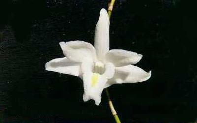 Dendrobium crumenatum - 1