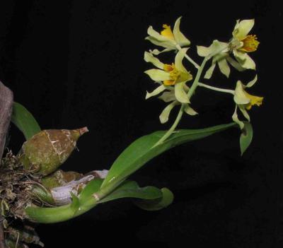 Dendrobium delacourii - 1
