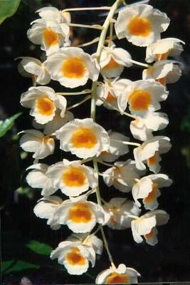 Dendrobium farmerii - 1