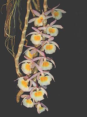 Dendrobium primulinum - 1