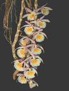 Dendrobium primulinum - 1/4
