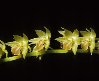 Dendrochilum abbreviatum