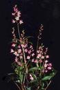 Dendrobium kingianum - menší trs - 1/3