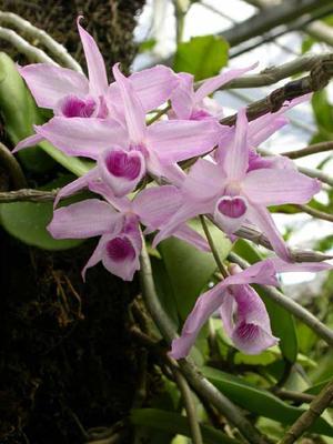 Dendrobium pierardii - 1