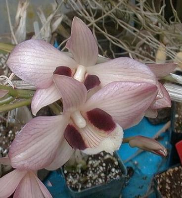 Dendrobium pulchellum