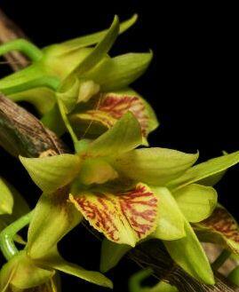 Dendrobium schettlerii - 1