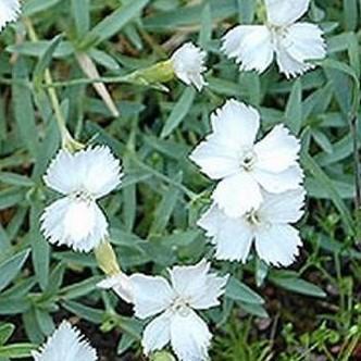 Dianthus (skalkový karafiát) bílý