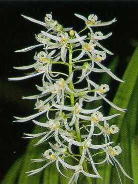 Dendrobium wassellii - 1