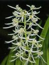 Dendrobium wassellii - 1/3