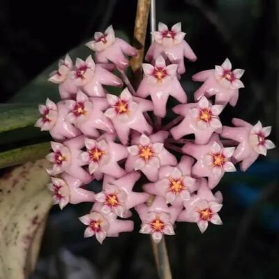 Hoya dolichosparte 'pink' (zakořeněný řízek) - 1