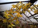 Epidendrum stamfordianum - menší rostliny - 1/3