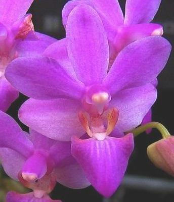 Doritaenopsis Purple Gem - 1