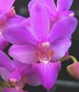 Doritaenopsis Purple Gem - 1/3