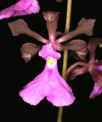 Epidendrum atropurpureum - 1