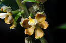 Encyclia maculosa - 1/2