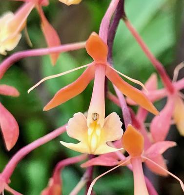 Epidendrum embreei x capricornu - 1