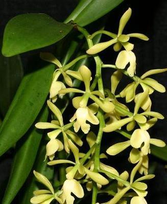Epidendrum coronatum - 1