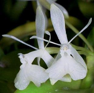 Epidendrum trialatum - 1