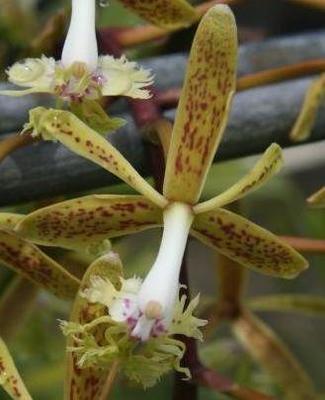 Epidendrum cristatum - 1