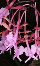Epidendrum capricornu - 1