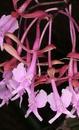 Epidendrum capricornu - 1/3