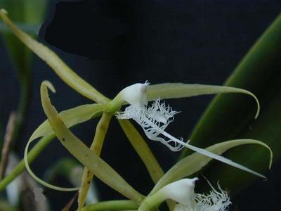 Epidendrum ciliare - 1