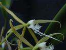 Epidendrum ciliare - 1/2