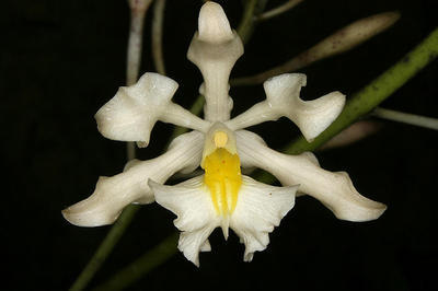 Epidendrum bracteolatum - 1