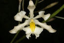 Epidendrum bracteolatum - 1/4