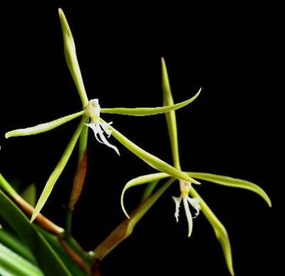 Epidendrum oerstedii - 1