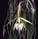 Epidendrum parkinsonianum - 1/3