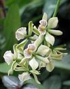 Epidendrum radiatum - 1/3