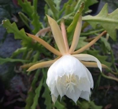 Epiphyllum anguliger - 1