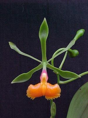 Epidendrum pseudepidendrum - 1