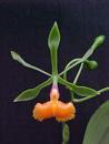 Epidendrum pseudepidendrum - 1/4