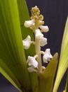 Eria hyacinthoides - 1/2