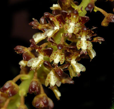 Eria iridifolia - 1