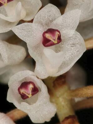 Eria floribunda - 1