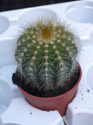 Eriocactus magnificus - 1