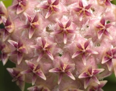 Hoya erythrostemma 'Big pink flower' - 1