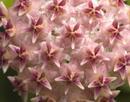 Hoya erythrostemma 'Big pink flower' - 1/2