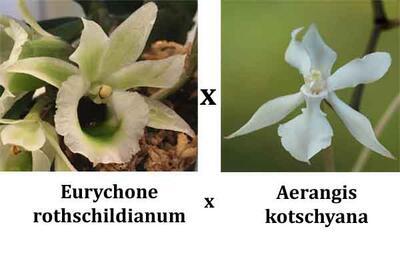 Eurychone rothschildiana x Aerangis kotschyana - 1
