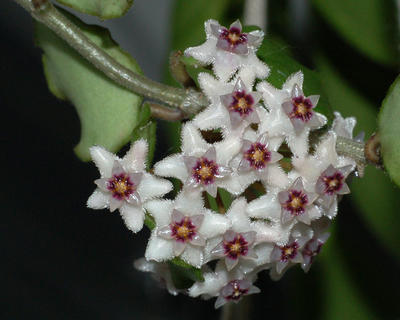 Hoya kanyakumariana - 1