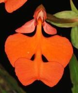 Habenaria rhodocheila 'Orange' - 1