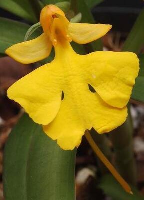 Habenaria rhodocheila 'Yellow' - 1