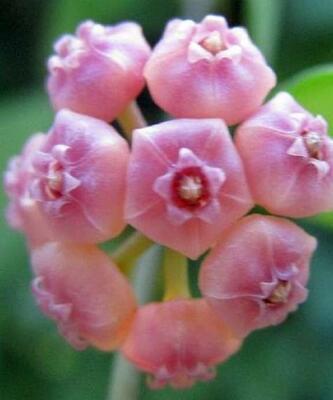Hoya heuschkeliana (pink flowers) - 1