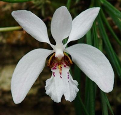 Holcoglossum wangii - 1