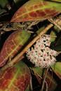 Hoya acuta 'Red Leaf' - 1/3