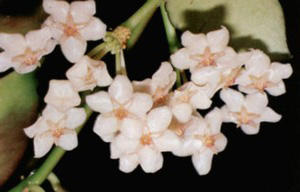 Hoya eitapensis