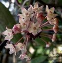 Hoya macrophylla 'variegata' - 1/3